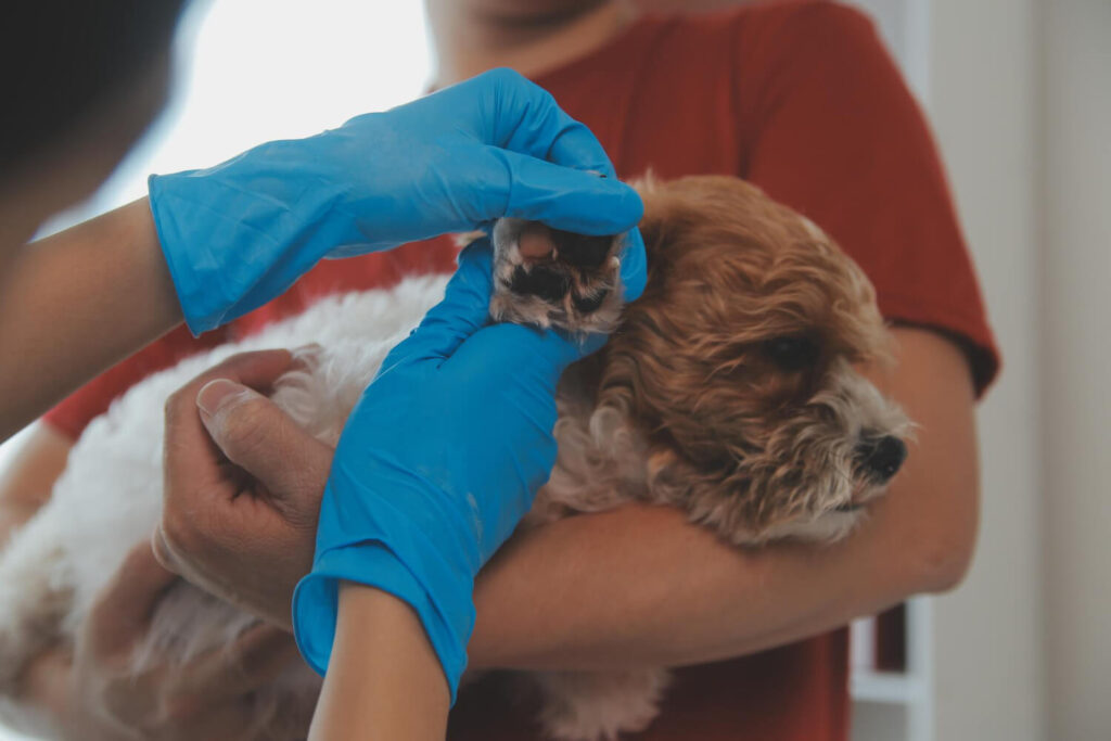Otite Canina E Felina: Como Diagnosticar Corretamente E Evitar Recidivas 2 Otite