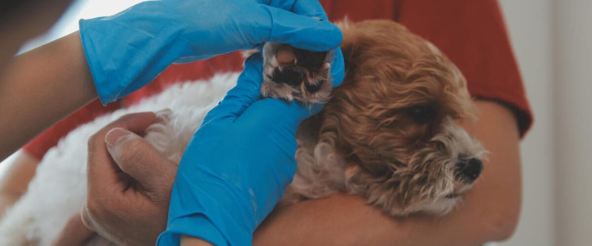 Cultura E Antibiograma: Como Evitar Resistência Bacteriana No Tratamento De Otites Em Pets 5 Otite Otites Recorrentes