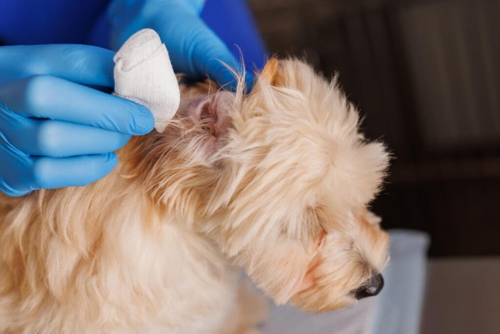 Otite Canina E Felina: Como Diagnosticar Corretamente E Evitar Recidivas 4 Otite