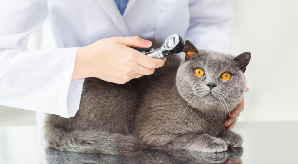 Otite Canina E Felina: Como Diagnosticar Corretamente E Evitar Recidivas 3 Otite
