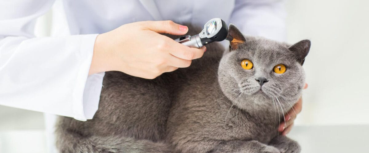 Otite Em Gatos: Causas, Diagnóstico Preciso E Tratamentos Mais Eficazes 5 Otite Limpeza Auricular