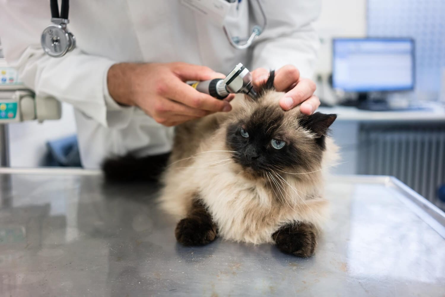 Otite Canina E Felina: Como Diagnosticar Corretamente E Evitar Recidivas 1 Otite Em Gatos Antibiograma