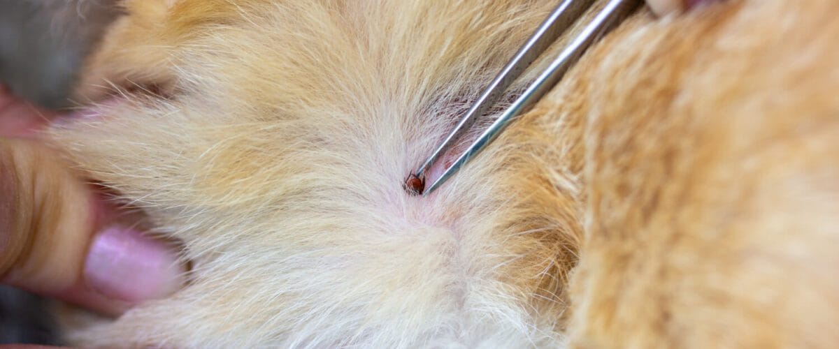 Pulgas, Carrapatos E Coceiras: Os Danos Dos Parasitas Na Pele Animal