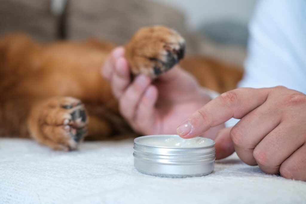 Pomadas E Cremes Em Pets: Quando E Como Usar Com Segurança 3 Pomadas E Cremes Em Pets