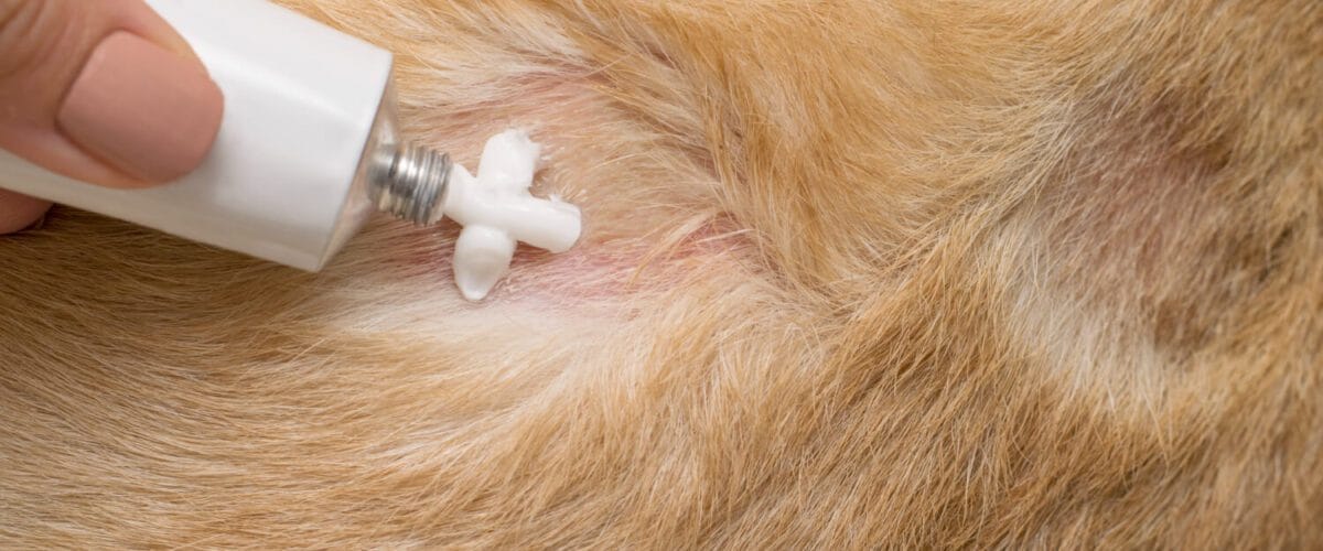 Pomadas E Cremes Em Pets