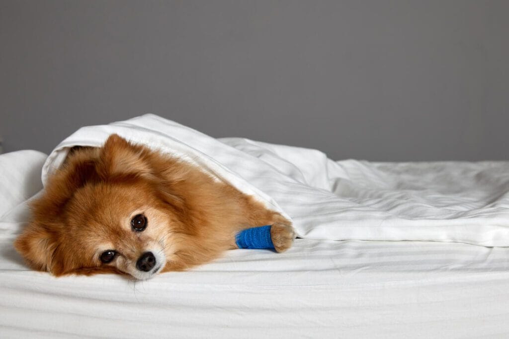 Alergias Em Cães E Gatos: Guia Completo Para Reconhecer E Tratar 2 Pele Do Seu Pet