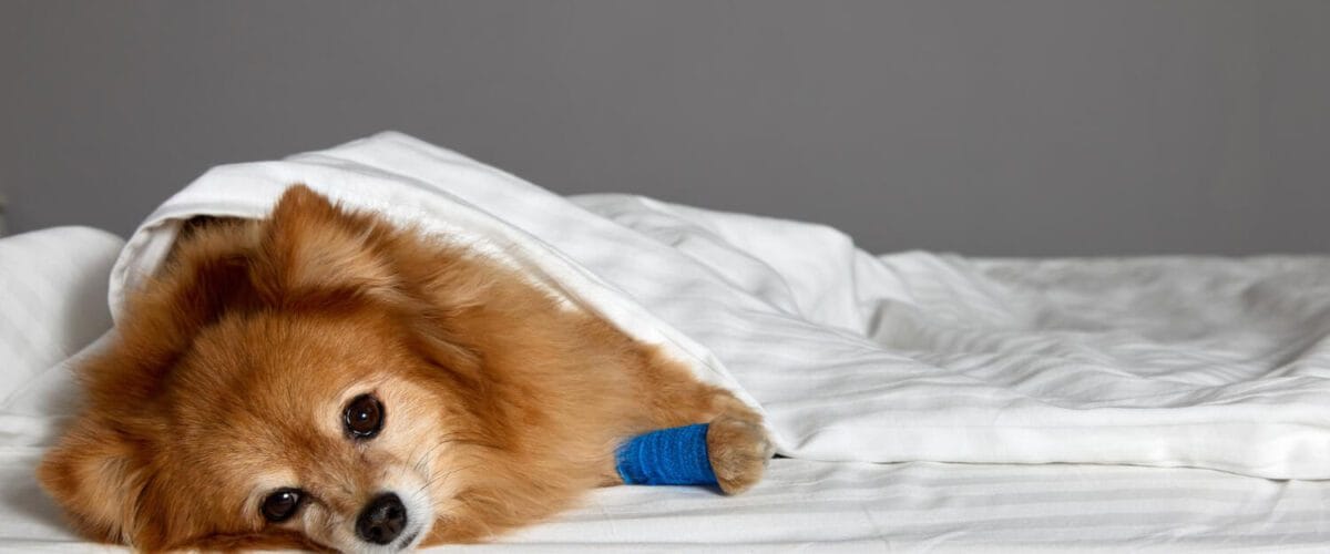 Pele Do Seu Pet Dermatite