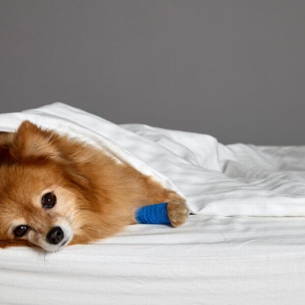 Petderma-Purido-Virus-Canino Pele Do Seu Pet