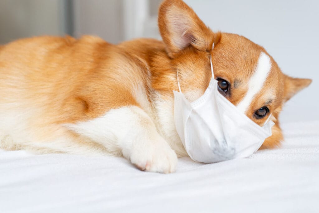 Guia Completo Para Cuidar Da Pele Do Seu Pet: Como Prevenir Doenças E Garantir Bem-Estar 2 Pele Do Seu Pet