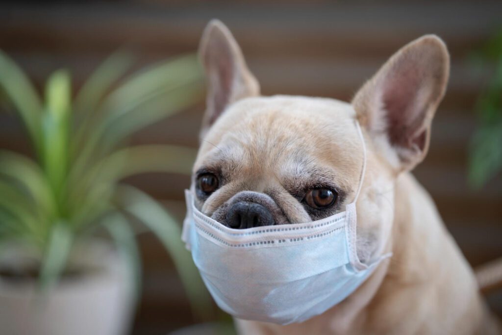 Alergias Em Cães E Gatos: Guia Completo Para Reconhecer E Tratar 4 Pele Do Seu Pet