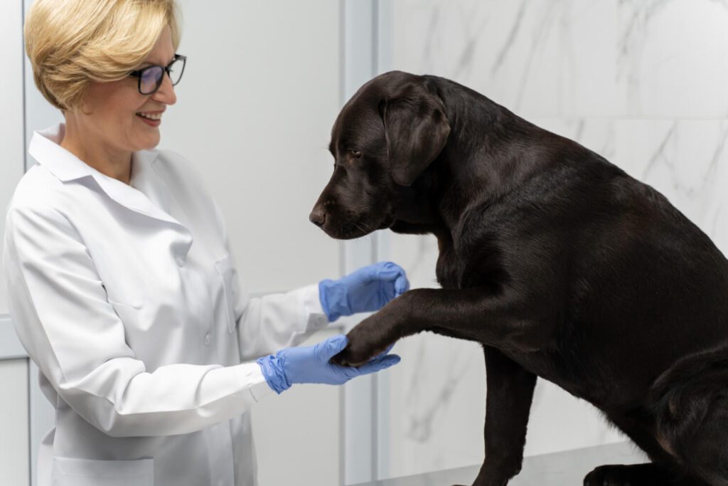 Teste De Alergia Em Cães: Guia Completo Para Diagnóstico E Tratamento Da Dermatite Atópica 2 Teste De Alergia Em Cães