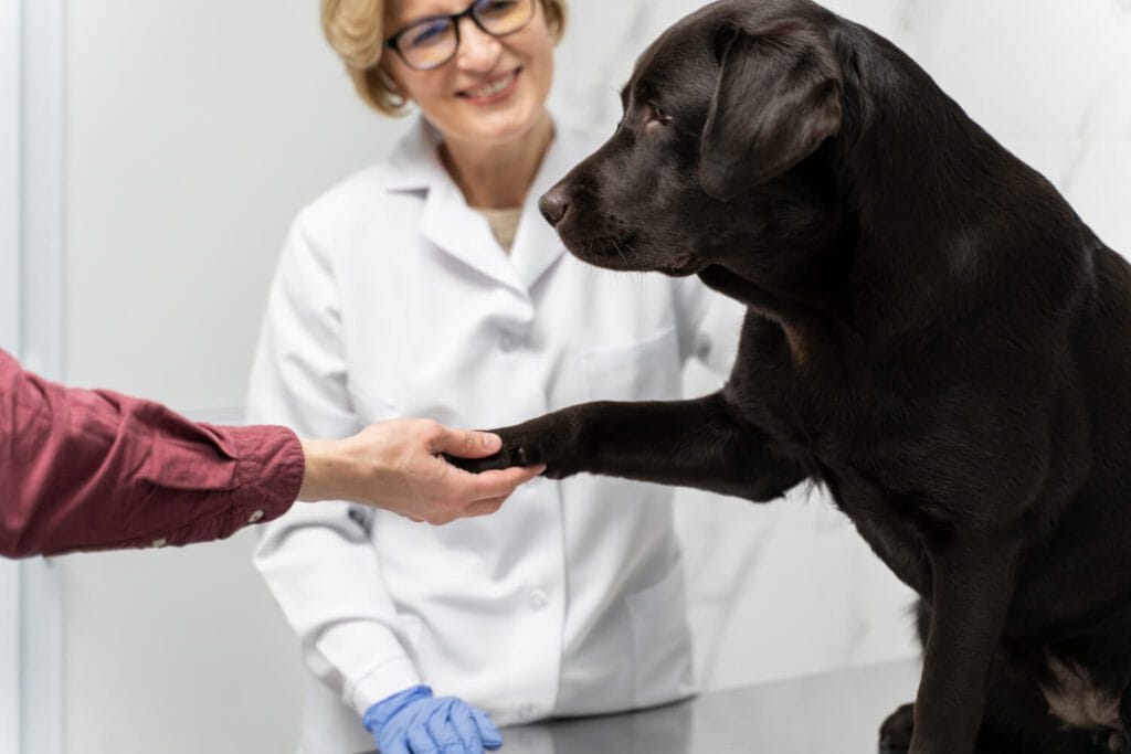 Teste De Alergia Em Cães: Guia Completo Para Diagnóstico E Tratamento Da Dermatite Atópica 4 Teste De Alergia Em Cães