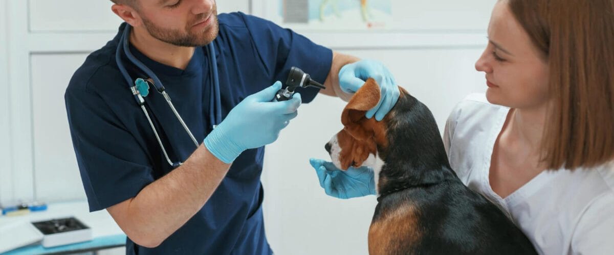 Teste De Alergia Em Cães: Guia Completo Para Diagnóstico E Tratamento Da Dermatite Atópica 1 Teste De Alergia Em Cães Exames Dermatológicos