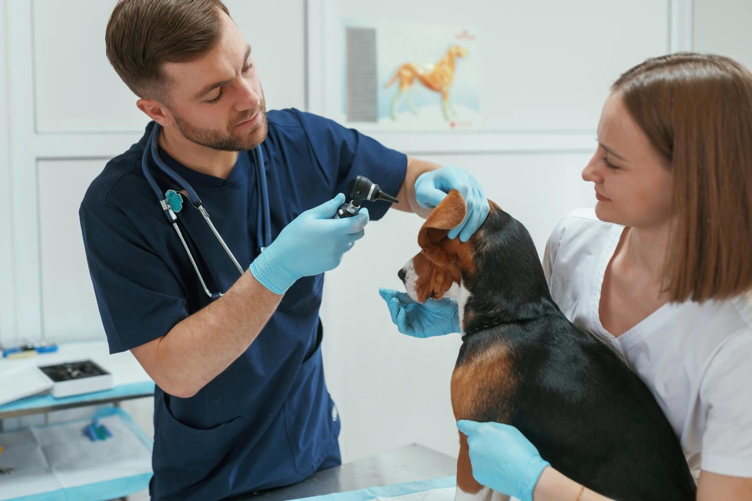 Teste De Alergia Em Cães: Guia Completo Para Diagnóstico E Tratamento Da Dermatite Atópica 1 Teste De Alergia Em Cães Exames Dermatológicos