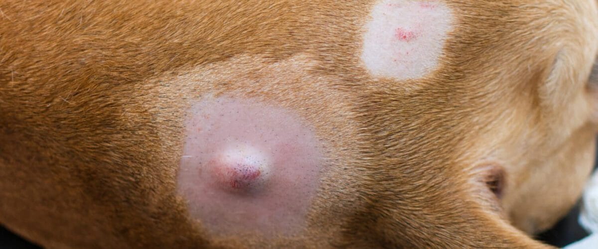 Nódulos Na Pele Do Cachorro: Como Agir Diante Da Suspeita De Tumores 6 Nódulos Na Pele Do Cachorro