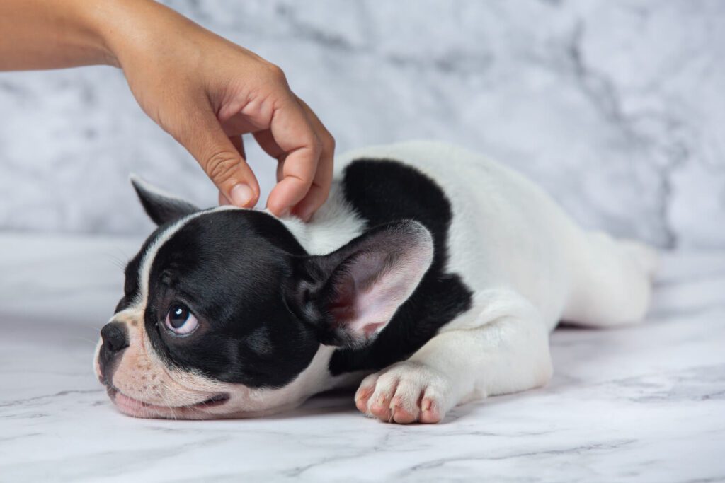 Nódulos Na Pele Do Cachorro: Como Agir Diante Da Suspeita De Tumores 3 Nódulos Na Pele Do Cachorro