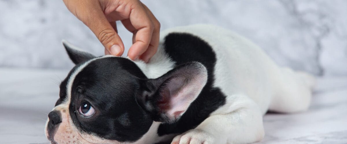 Coceira Em Cães: O Guia Completo Para Acabar Com O Desconforto Do Seu Pet 1 Nódulos Na Pele Do Cachorro