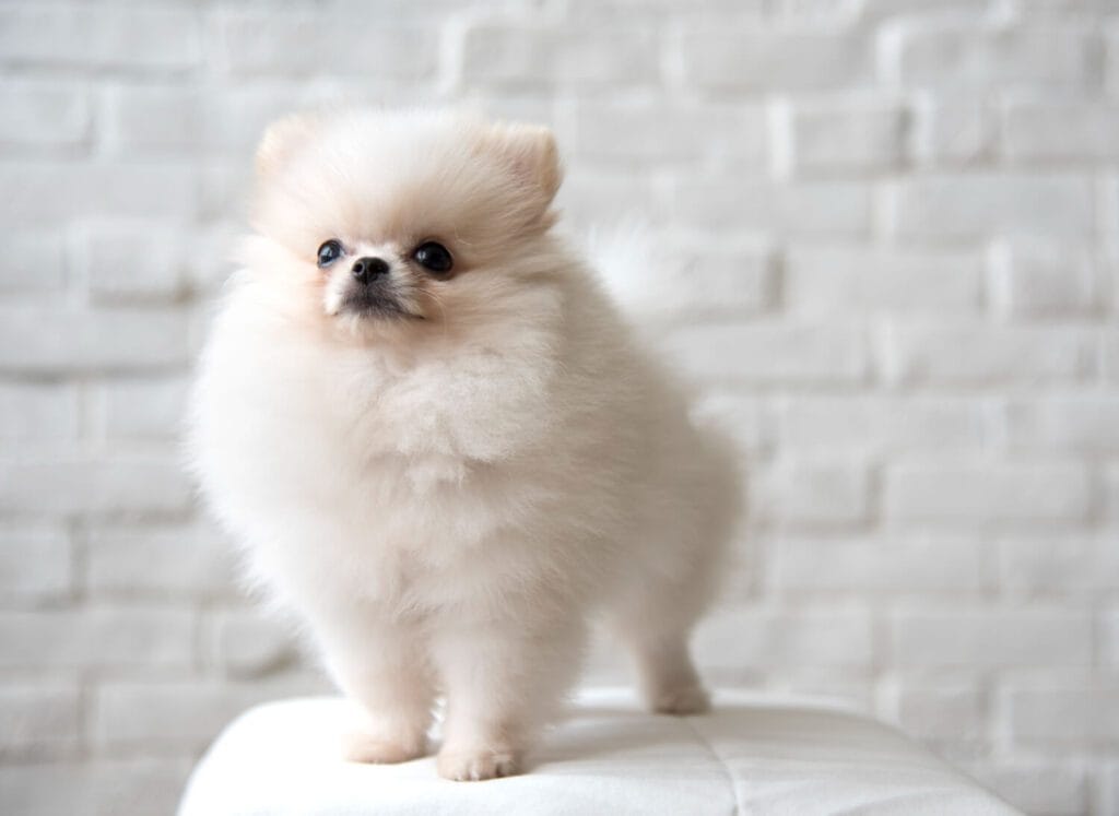 Microagulhamento Em Pets: Como A Técnica Estimula A Recuperação Da Pele E Pelos 2 Alopecia X Em Spitz Com Microagulhamento