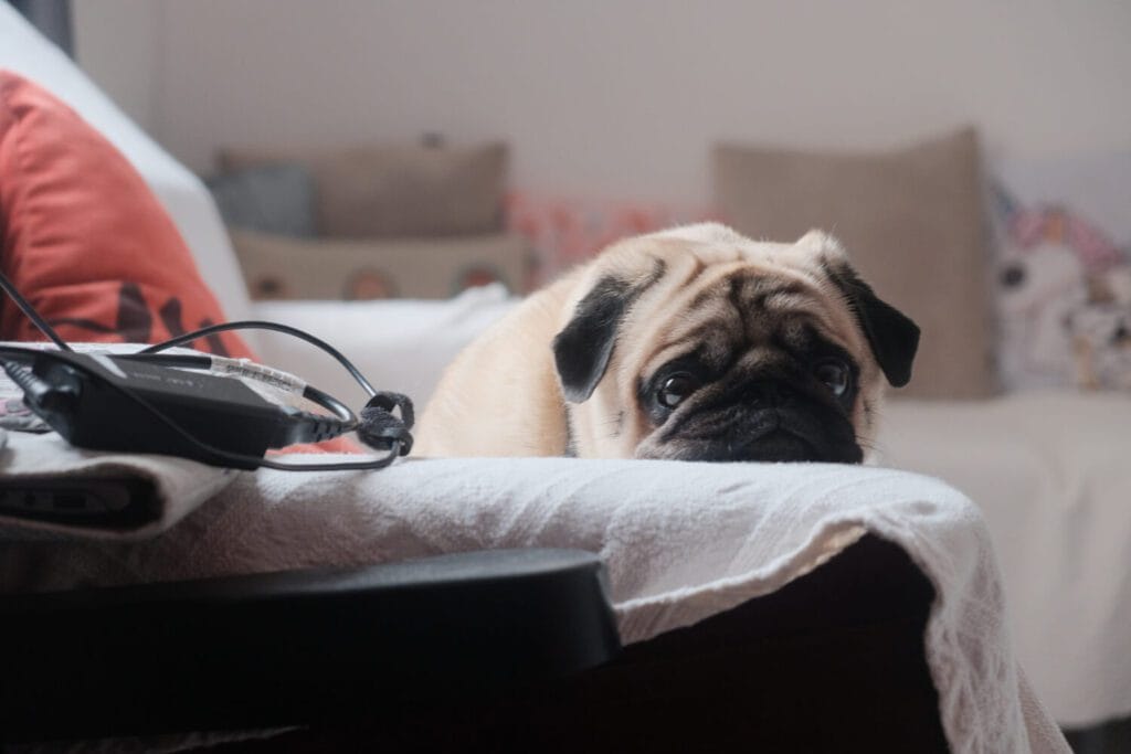 Ansiedade E Estresse Em Pets: Estratégias Dermatológicas Para Melhorar A Qualidade De Vida 2 Ansiedade E Estresse Em Pets