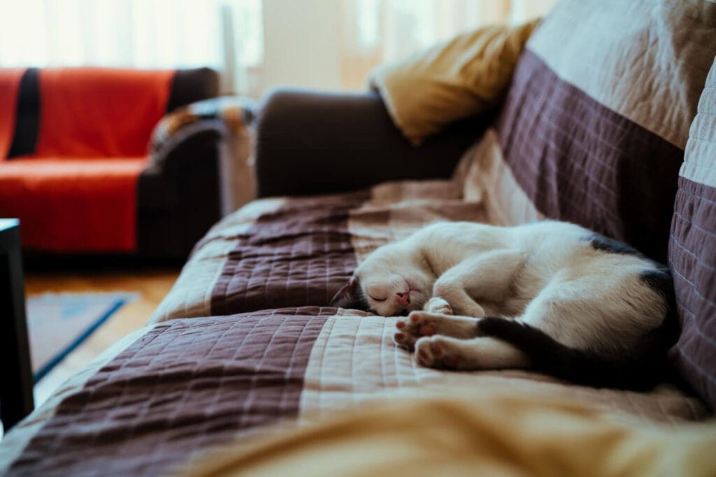 Ansiedade E Estresse Em Pets: Estratégias Dermatológicas Para Melhorar A Qualidade De Vida 3 Ansiedade E Estresse Em Pets