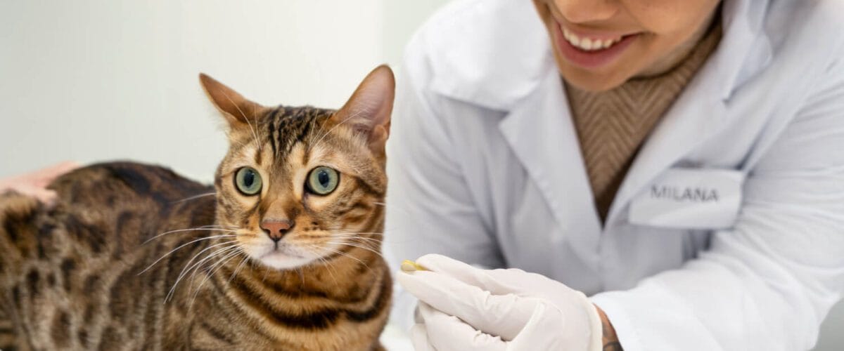 Guia Completo De Higiene E Saúde Da Pele Do Seu Pet: Proteção Diária E Cuidados Essenciais 1 Petderma-Citologia.