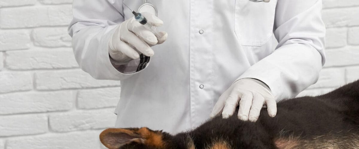 Exames Dermatológicos Veterinários: Como Diagnósticos Precisos Garantem O Bem-Estar E O Conforto Da Pele Do Seu Pet 1 Petderma-Citologia.