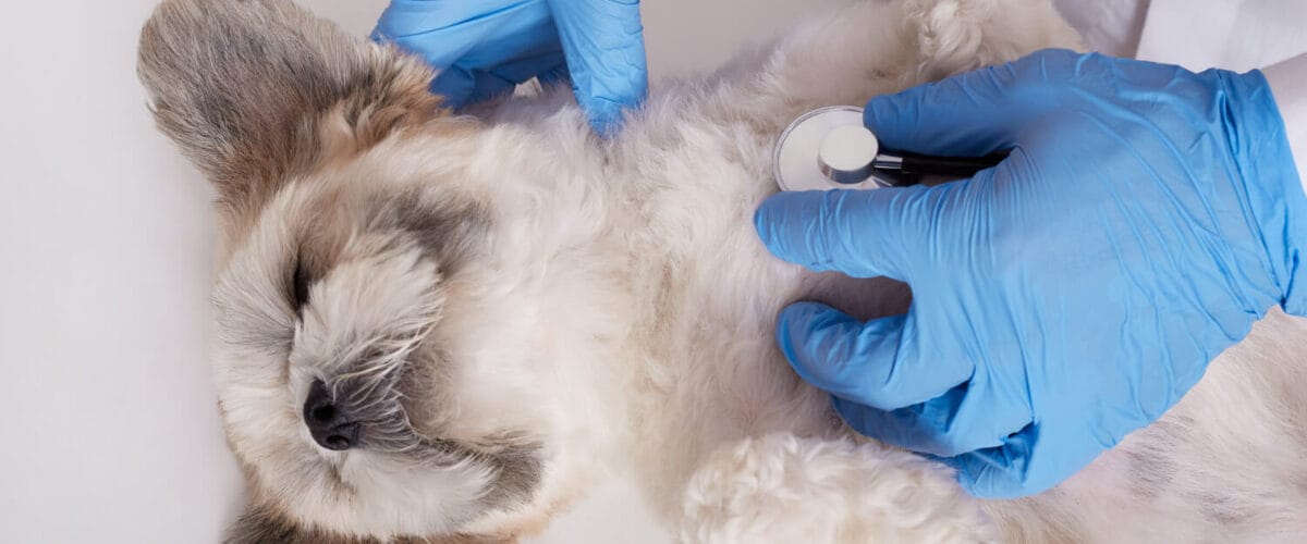 A Função Da Citologia No Diagnóstico Dermatológico Animal 3 Citologia Biópsia