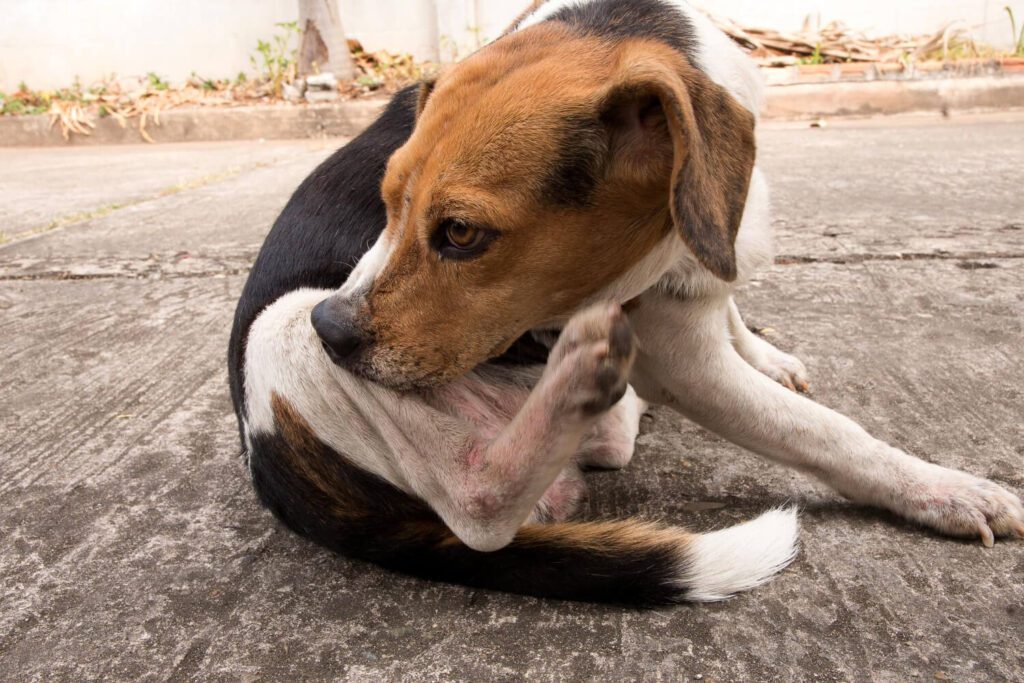 Dermatite Alimentar em Cães