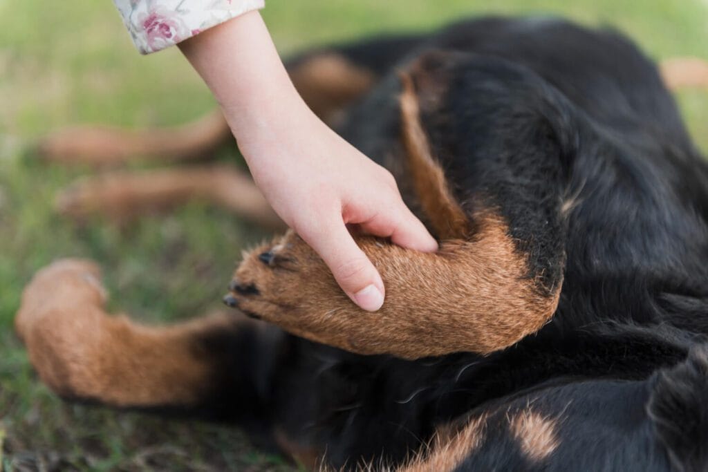 Dermatite Alimentar em Cães