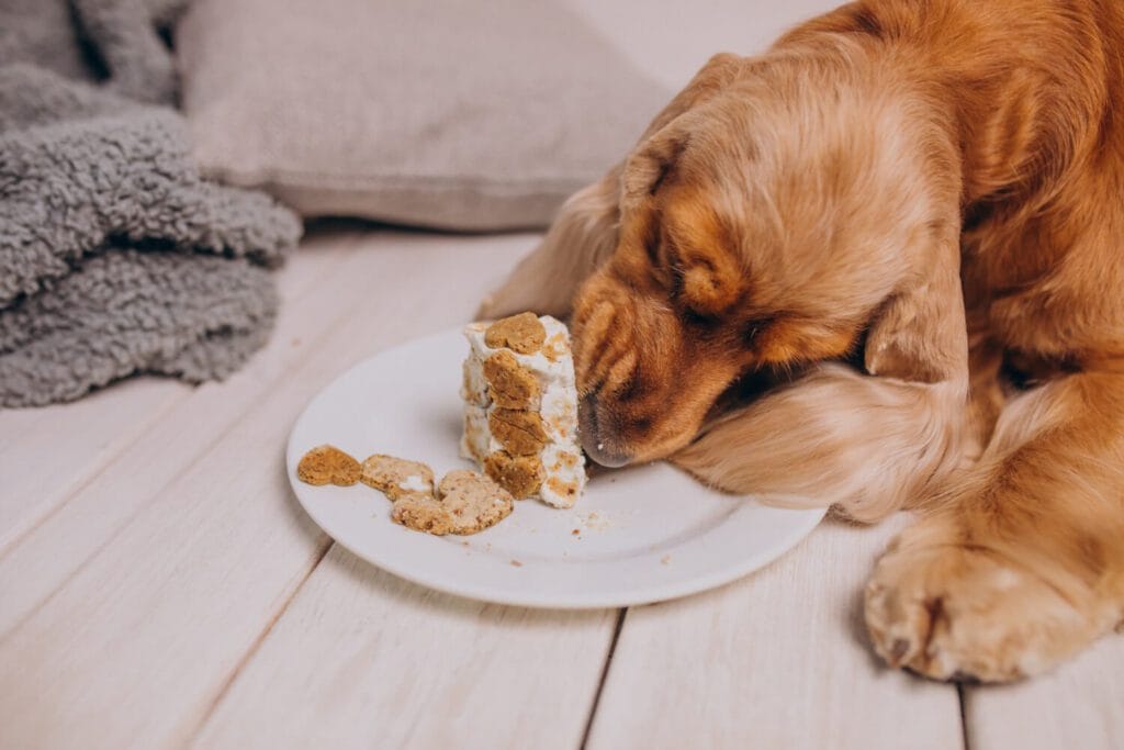 Dermatite Alimentar em Cães