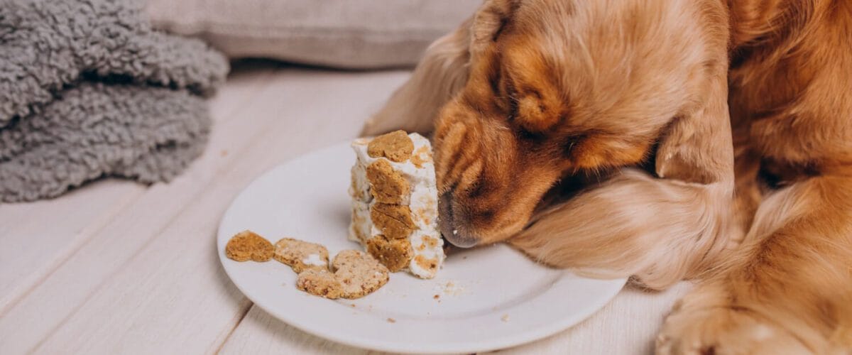 Alergias Alimentares Em Pets: Como Identificar Os Sinais Na Pele Do Seu Cão Ou Gato 1 Dermatite Alimentar Em Cães