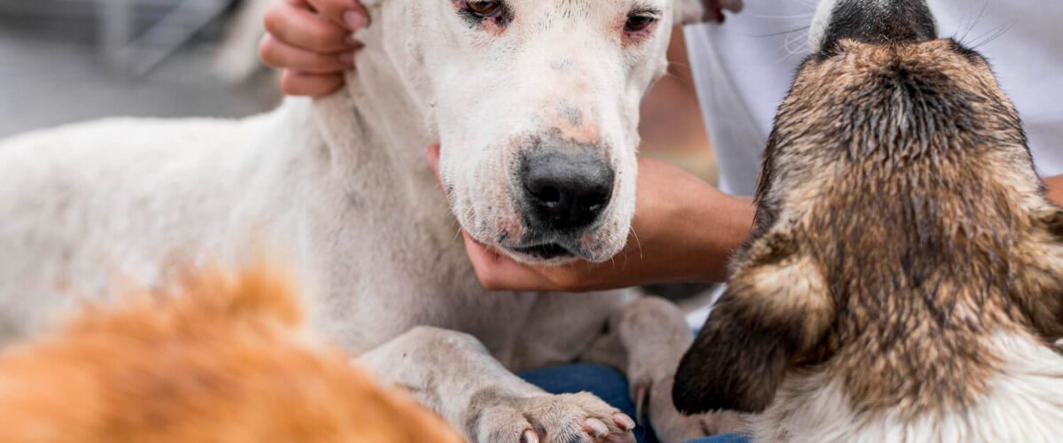 Infecções Fúngicas Em Pets: Como Identificar Sinais Na Pele De Cães E Gatos 3 Dermatite Por Parasitas Em Cães E Gatos