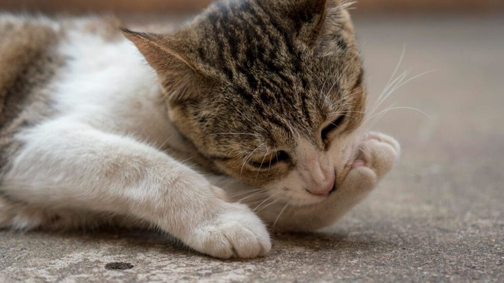 Dermatite De Contato Em Pets: Como Identificar, Tratar E Prevenir 3 Dermatite Por Parasitas Em Cães E Gatos