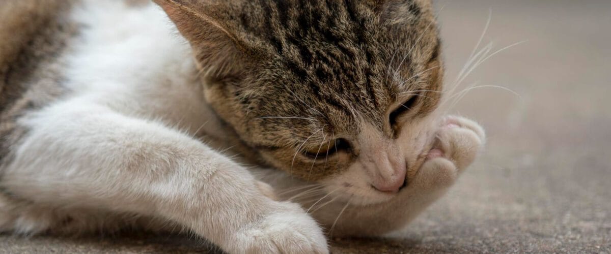 Dermatite Por Parasitas Em Cães E Gatos: Como Identificar, Tratar E Prevenir 8 Dermatite Por Parasitas Em Cães E Gatos