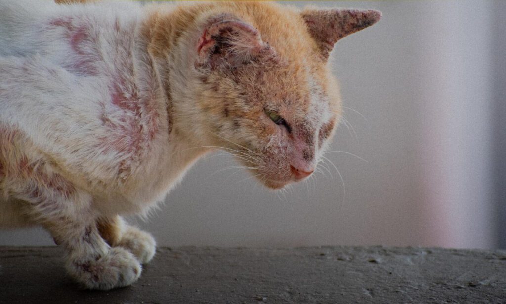 Dermatite Por Parasitas Em Cães E Gatos: Como Identificar, Tratar E Prevenir 3 Dermatite Por Parasitas Em Cães E Gatos