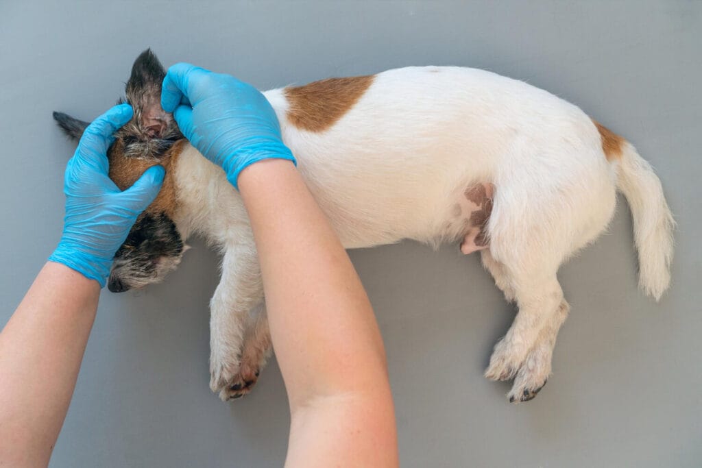Dermatite De Contato Em Pets: Como Identificar, Tratar E Prevenir 4 Dermatite Por Parasitas Em Cães E Gatos
