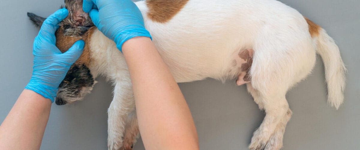 Cuidados Preventivos Para Evitar Dermatites Em Filhotes E Animais Idosos 6 Dermatite Por Parasitas Em Cães E Gatos