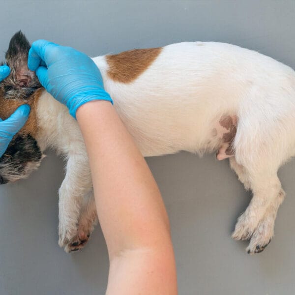 Petderma-Dermatite-Por-Parasitas.3 Dermatite Por Parasitas Em Cães E Gatos