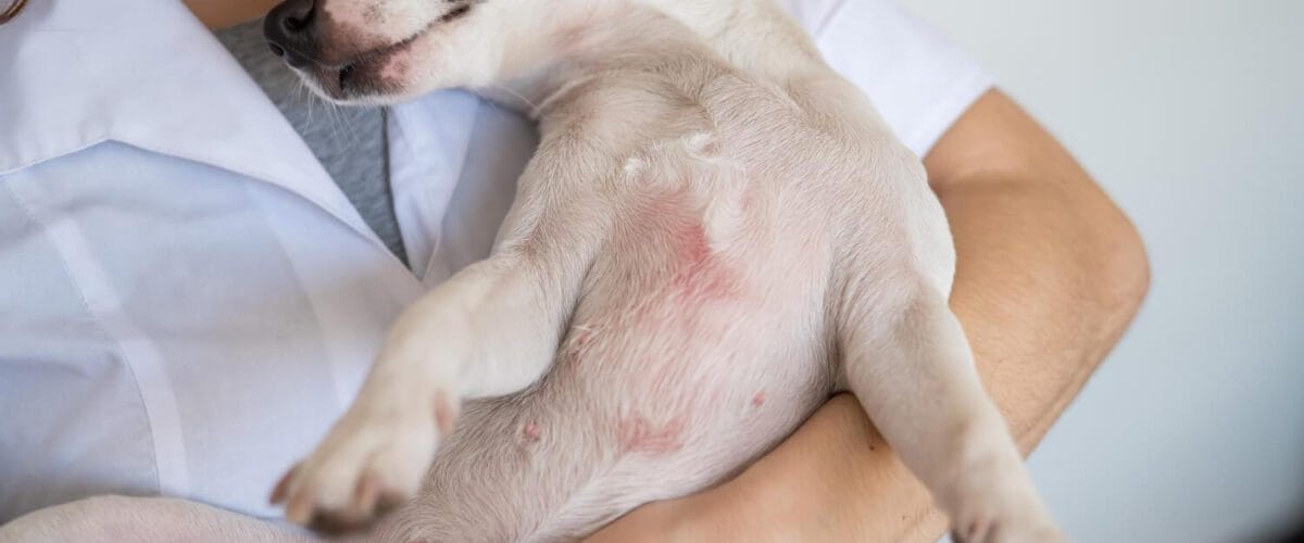 Dermatite Alimentar Em Cães: Sintomas, Diagnóstico E Como A Dieta Influencia Na Saúde Da Pele 7 Dermatite Por Parasitas Em Cães E Gatos