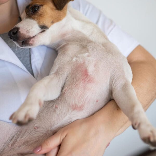 Petderma-Dermatite-Por-Parasitas.4 Dermatite Por Parasitas Em Cães E Gatos