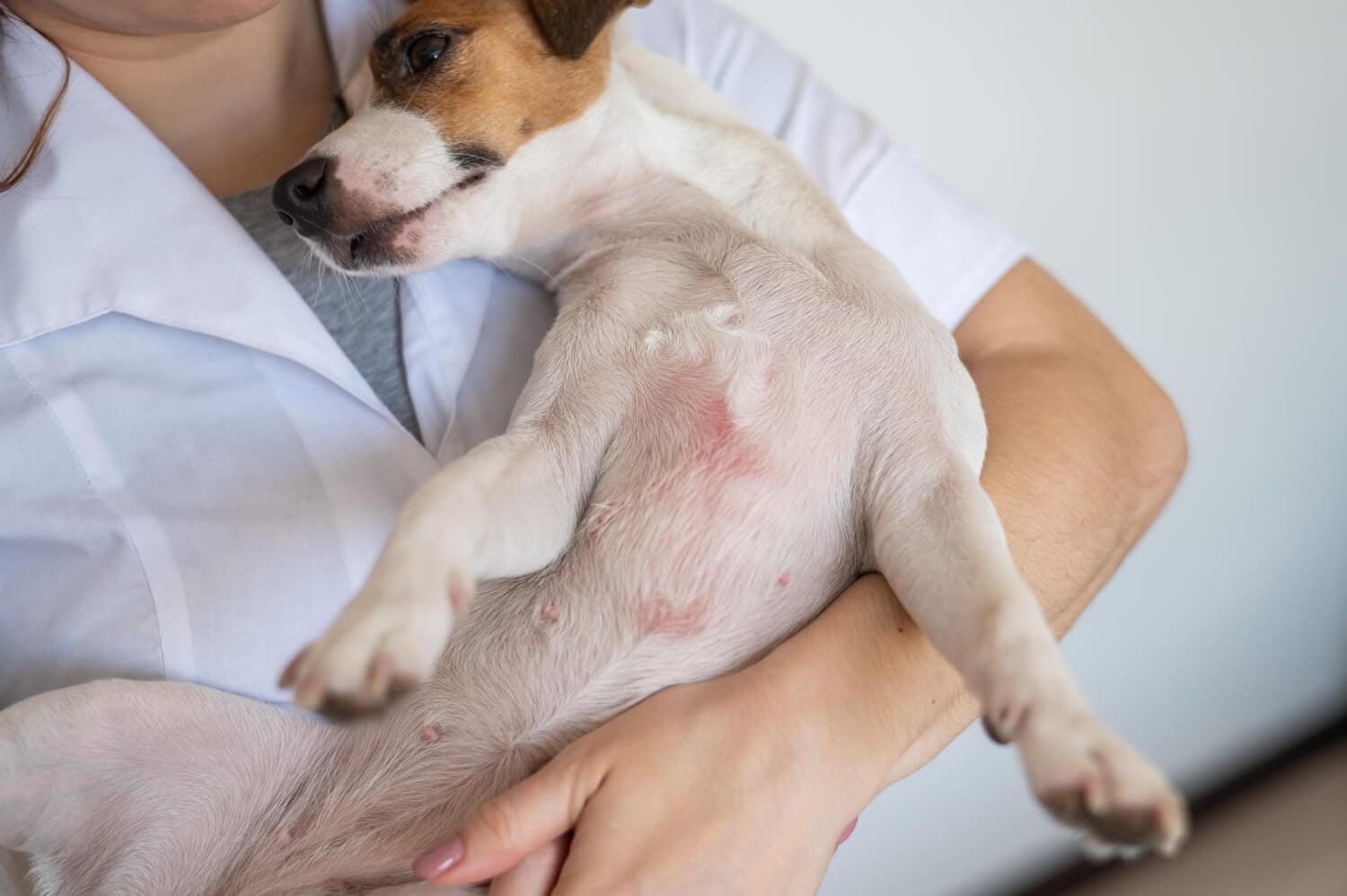 Dermatite Por Parasitas Em Cães E Gatos