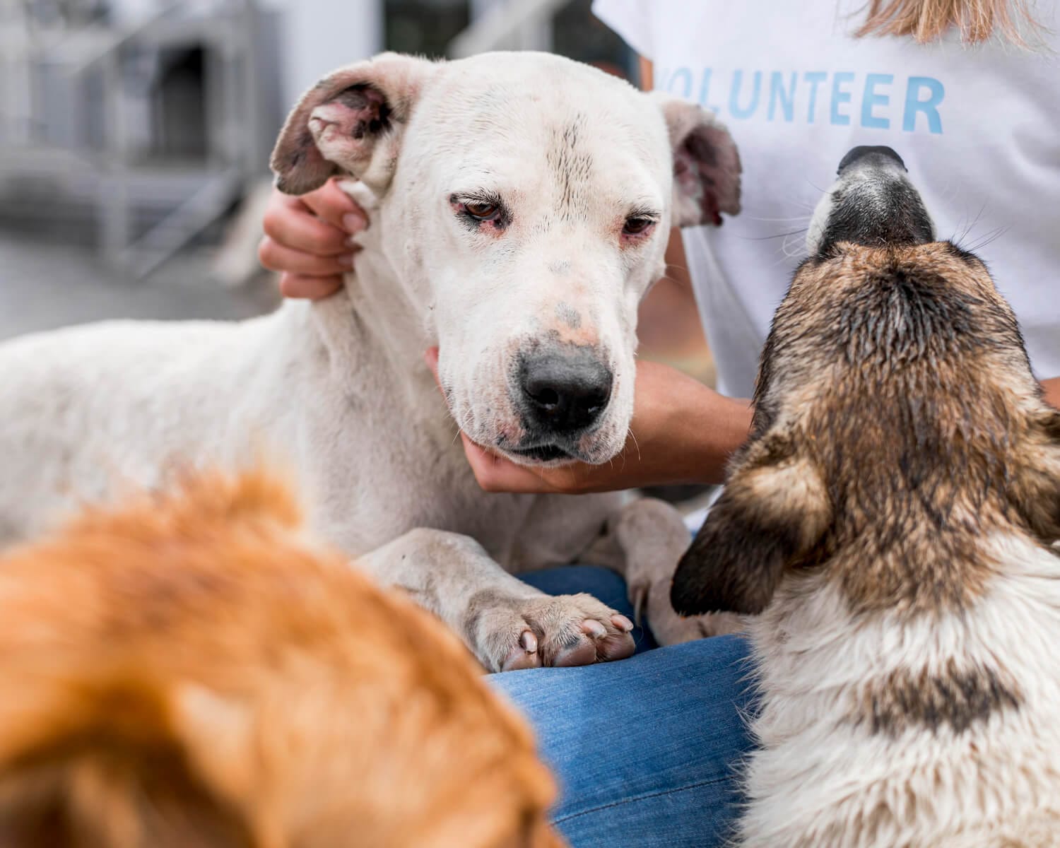 Infecções Fúngicas Em Pets: Como Identificar Sinais Na Pele De Cães E Gatos 1 Dermatite Por Parasitas Em Cães E Gatos