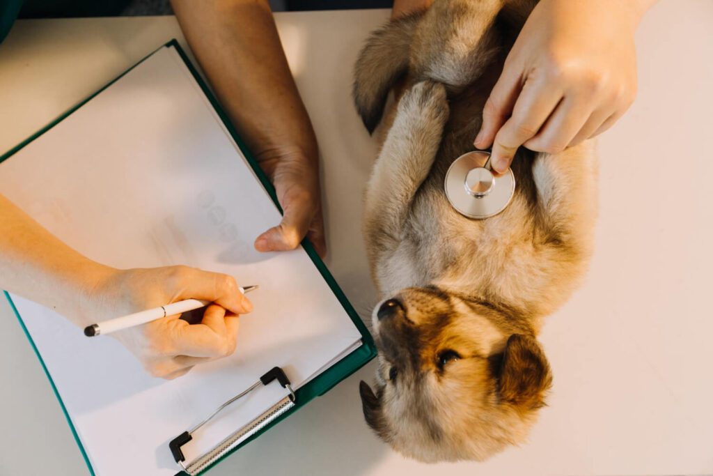 Dermatite De Contato Em Pets: Como Identificar, Tratar E Prevenir 2 Exames Dermatite De Contato