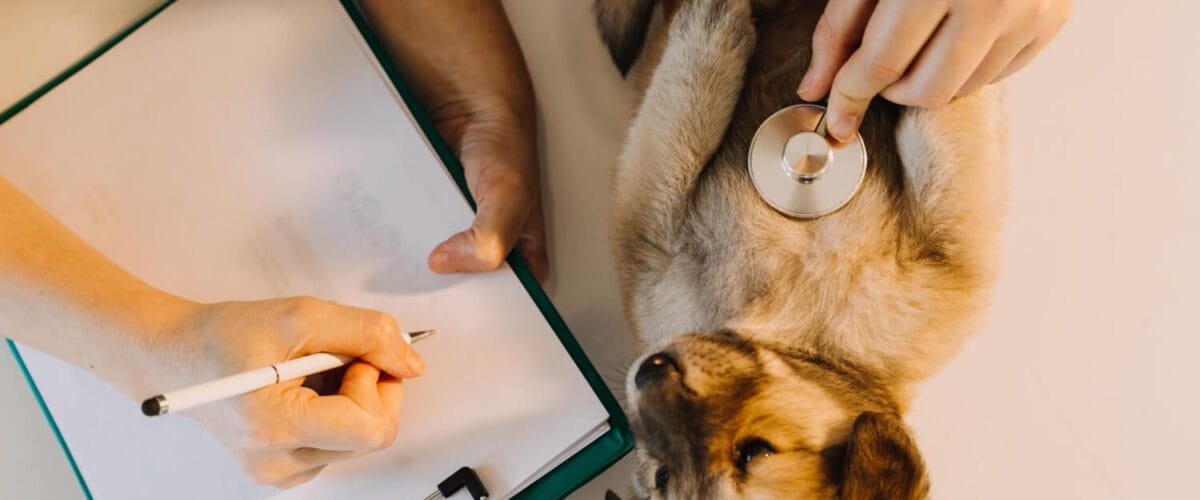 Exames Complementares Na Dermatologia Veterinária: Citologia, Biópsia E Cultura 1 Exames Dermatite De Contato
