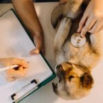 Exames Dermatite De Contato Pele Sensível