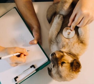 Exames Dermatite De Contato Pele Sensível