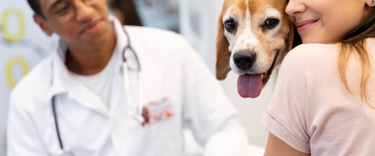 Imunoterapia Para Cães Com Alergias: Guia Completo Sobre Funcionamento, Benefícios E Resultados Reais 7 Imunoterapia Para Cães Pós-Cirúrgico