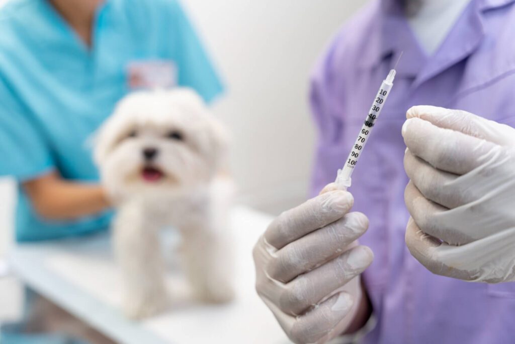 Imunoterapia Para Cães Com Alergias: Guia Completo Sobre Funcionamento, Benefícios E Resultados Reais 2 Imunoterapia Para Cães