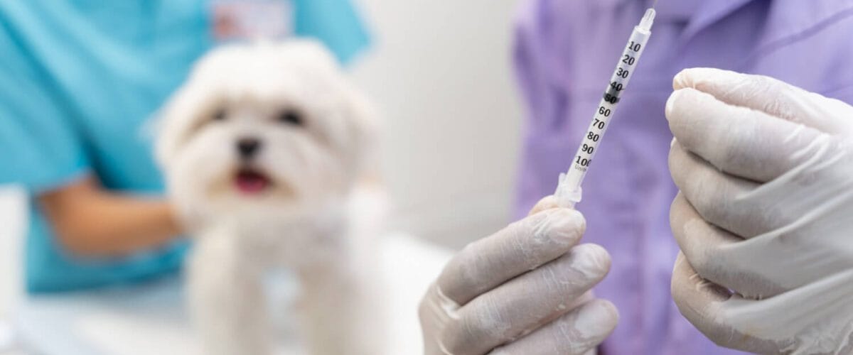 Vacinação Em Pets: Como Proteger A Pele E Evitar Doenças Dermatológicas Graves 4 Imunoterapia Para Cães
