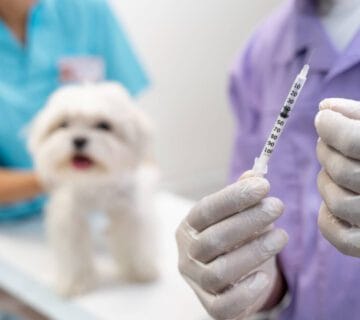 Vacinação Em Pets: Como Proteger A Pele E Evitar Doenças Dermatológicas Graves 11 Imunoterapia Para Cães